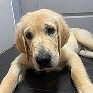Aysti participe au concours pour gagner de l'argent avec cette photo : golden_retriever, puppy, dog, pet, lying_down, floor, black_floor, indoor, close_up, canine, fur, ears, face, animal, young, cute, portrait, looking_at_camera, domestic, adorable