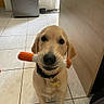 dog, puppy, golden_retriever, toy, indoor, kitchen, floor_tile, collar, pet, animal, cute, looking_at_camera, playing, young_dog, domestic, muzzle, ears, face, pet_toy, floor