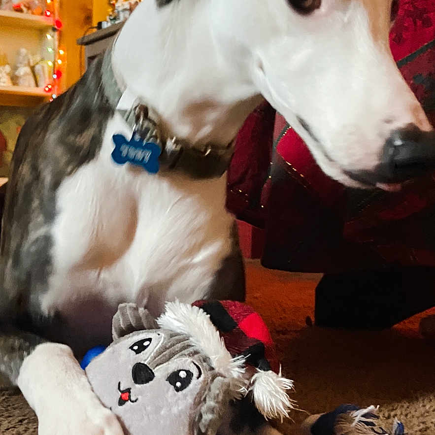 Toby is registered to the contest to win money with this photo: animal, black, carpet, christmas_stocking, collar, cozy, cute, decorations, dog, festive, holiday_lights, home, indoor, paw, pet, plaid, playing, stuffed_animal, toy, white