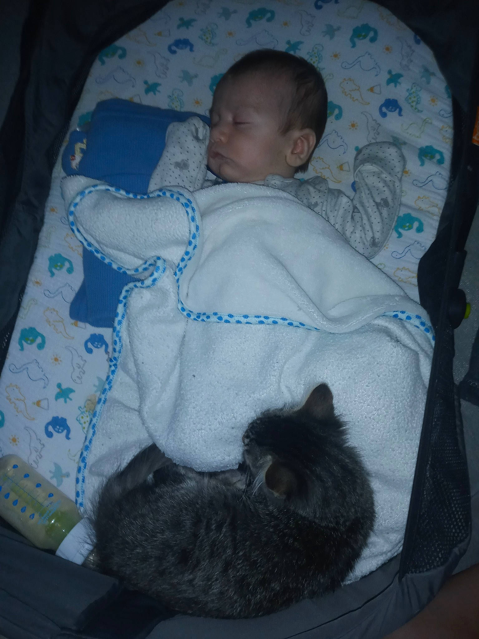 Dennver joined the competition — help win amazing prizes! baby, baby_products, bedtime, blanket, cat, child, comfort, felidae, nap, person, product, skin, sleep, small_to_medium_sized_cats, toddler