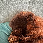 Pom participe au concours pour gagner de l'argent avec cette photo : puppy, dog, sleeping, brown_fur, fluffy, paw, cushion, teal, gray_background, close_up, pet, resting, cute, animal, domestic, fur, cozy, indoors, young_dog, nap