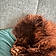Pom