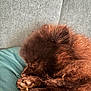 puppy, dog, sleeping, brown_fur, fluffy, paw, cushion, teal, gray_background, close_up, pet, resting, cute, animal, domestic, fur, cozy, indoors, young_dog, nap