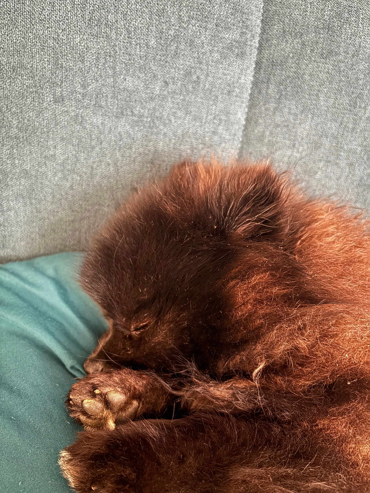 Pom participe au concours pour gagner de l'argent avec cette photo : puppy, dog, sleeping, brown_fur, fluffy, paw, cushion, teal, gray_background, close_up, pet, resting, cute, animal, domestic, fur, cozy, indoors, young_dog, nap