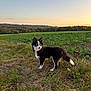 Pom participe au concours pour gagner de l'argent avec cette photo : dog, canine, animal, field, grass, outdoor, sunset, nature, blue_eyes, fur, portrait, standing, landscape, scenic, vibrant, rural, sky, tree_line, alert, pet