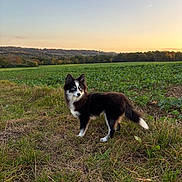 Aiko a rejoint le concours — aidez-le/la à gagner de superbes lots ! dog, canine, animal, field, grass, outdoor, sunset, nature, blue_eyes, fur, portrait, standing, landscape, scenic, vibrant, rural, sky, tree_line, alert, pet