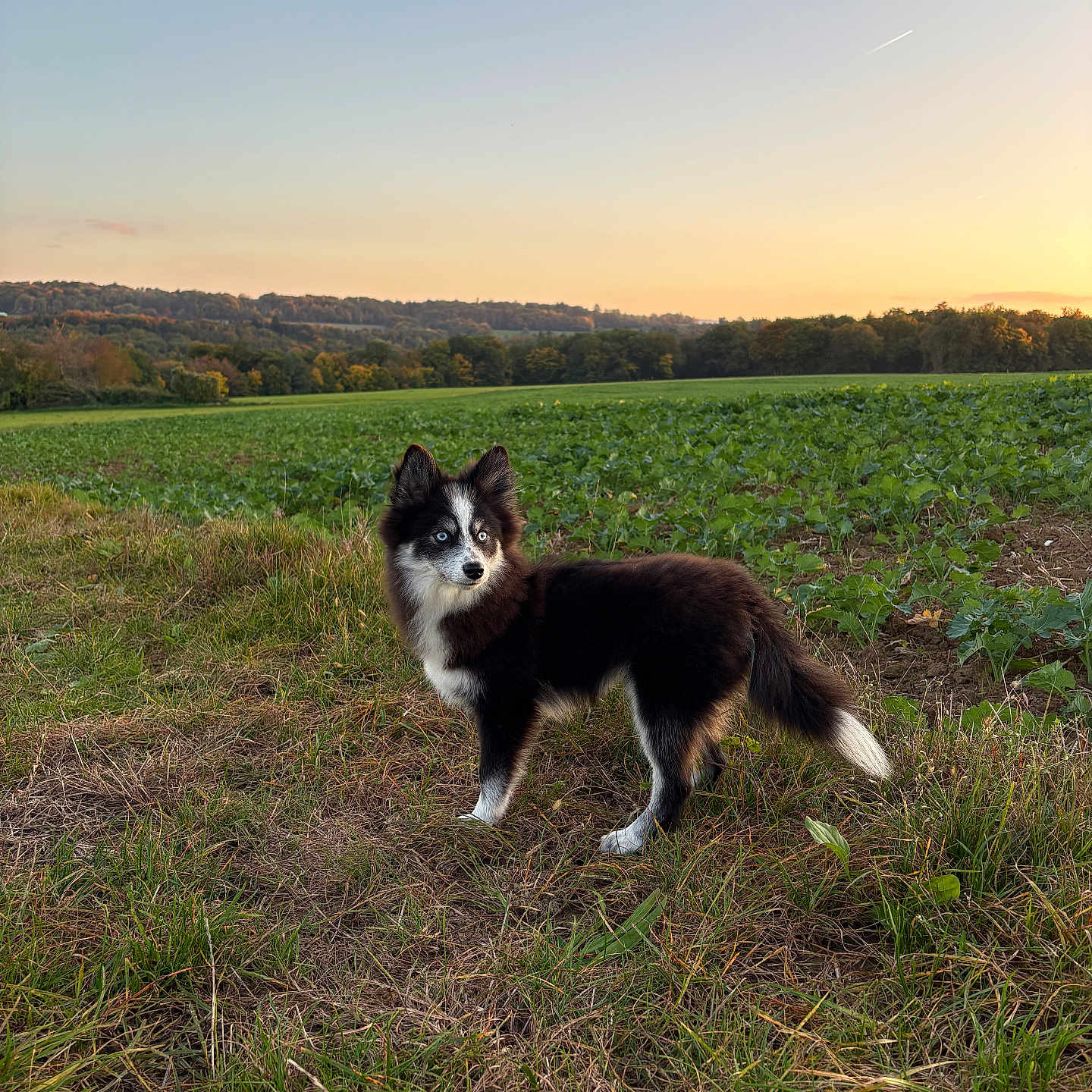 Aiko a rejoint le concours — aidez-le/la à gagner de superbes lots ! alert, animal, blue_eyes, canine, dog, field, fur, grass, landscape, nature, outdoor, pet, portrait, rural, scenic, sky, standing, sunset, tree_line, vibrant