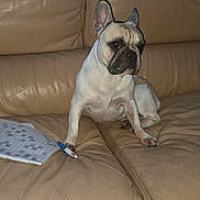 Thoundra a rejoint le concours — aidez-le/la à gagner de superbes lots ! dog, french_bulldog, pet, animal, sitting, couch, leather, living_room, indoors, portrait, ears, short_nose, collar, puzzle, newspaper, pen, furniture, home, serious, funny
