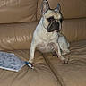 dog, french_bulldog, pet, animal, sitting, couch, leather, living_room, indoors, portrait, ears, short_nose, collar, puzzle, newspaper, pen, furniture, home, serious, funny