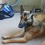Aron participe au concours pour gagner de l'argent avec cette photo : animal, appliance, black_fur, brown_fur, calm, cleaning_equipment, corner, dog, ears, floor, german_shepherd, home, indoor, looking, lying_down, paw, pet, quiet, radiator, vacuum_cleaner