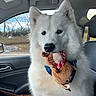 car, car_interior, closeup, collar, cute, dog, fluffy, fur, outdoor, passenger_seat, pet, plush_toy, pointed_ears, portrait, reindeer_toy, snow, toy, trees, white_dog, winter