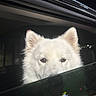 Snow is registered to the contest to win money with this photo: car, car_door, car_window, closeup, colorful_lights, dark_background, dog, eyes, face, fluffy, indoor, long_hair, looking_at_camera, night, pet, pointed_ears, portrait, reflection, vehicle, white_dog