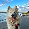 Snow joined the competition — help win amazing prizes! beach, blue_sky, clouds, dog, driftwood, fluffy_dog, happy, harness, lakeshore, long_hair, outdoors, pet, portrait, red_harness, sand, sitting, smiling, tongue_out, water, white_fur