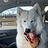 animal, car, car_interior, chewing, christmas_toy, daylight, dog, ears, fluffy, furry, holding_toy, nose, outdoor, pet, plush_toy, portrait, red_and_white, stuffed_toy, vehicle, white_dog