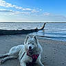 dog, white_dog, fluffy, harness, beach, shoreline, sand, water, lake, driftwood, ocean, sky, clouds, outdoors, nature, landscape, tongue_out, sitting, leash, portrait