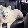 dog, white_dog, fluffy, samoyed, pet, animal, happy, smiling, tongue, sitting, car, back_seat, leather_seats, vehicle_interior, road_trip, portrait, fur, ears, outdoor_view, companion