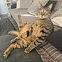 cat, tabby, feline, sitting, relaxed, couch, pillows, indoor, pet, striped, whiskers, ears, floor, carpet, cat_tree, home, furniture, cozy, domestic, animal