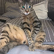 Sky participe au concours pour gagner de l'argent avec cette photo : cat, tabby, striped_couch, pillows, blanket, indoor, pet, animal, relaxed, sitting, feline, cozy, striped_fur, whiskers, ears, tail, paws, domestic_cat, fur, closeup