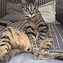 cat, tabby, striped_couch, pillows, blanket, indoor, pet, animal, relaxed, sitting, feline, cozy, striped_fur, whiskers, ears, tail, paws, domestic_cat, fur, closeup