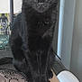 black_cat, cat, pet, animal, golden_eyes, indoor, table, decor, buddha_image, furniture, domestic, closeup, sitting, whiskers, fur, curious, household, quiet, portrait, calm