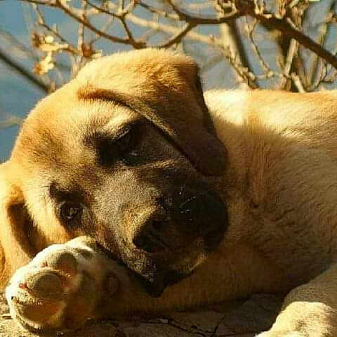 Mistral a rejoint le concours — aidez-le/la à gagner de superbes lots ! animal, background, canine, closeup, cute, dog, ears, fur, head, nature, outdoor, paw, pet, puppy, resting, rock, sleepy, sunlight, tree_branches, young