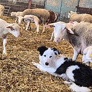 Alf participe au concours pour gagner de l'argent avec cette photo : dog, sheep, lamb, barn, straw, animal, farm, livestock, black_and_white, resting, curious, indoors, rural, fence, ear_tag, hooves, mammal, domestic_animal, barn_door, hay