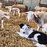 animal, barn, barn_door, black_and_white, curious, dog, domestic_animal, ear_tag, farm, fence, hay, hooves, indoors, lamb, livestock, mammal, resting, rural, sheep, straw