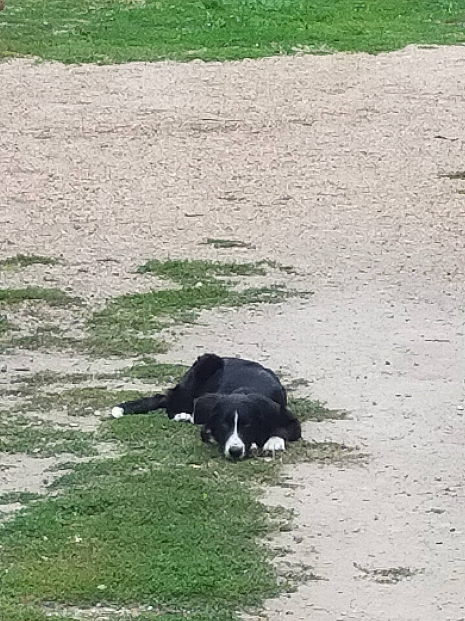 Mila participe au concours pour gagner de l'argent avec cette photo : border_collie, canidae, carnivore, dog, grass, herding_dog, plant, sporting_group, stabyhoun, tree, water