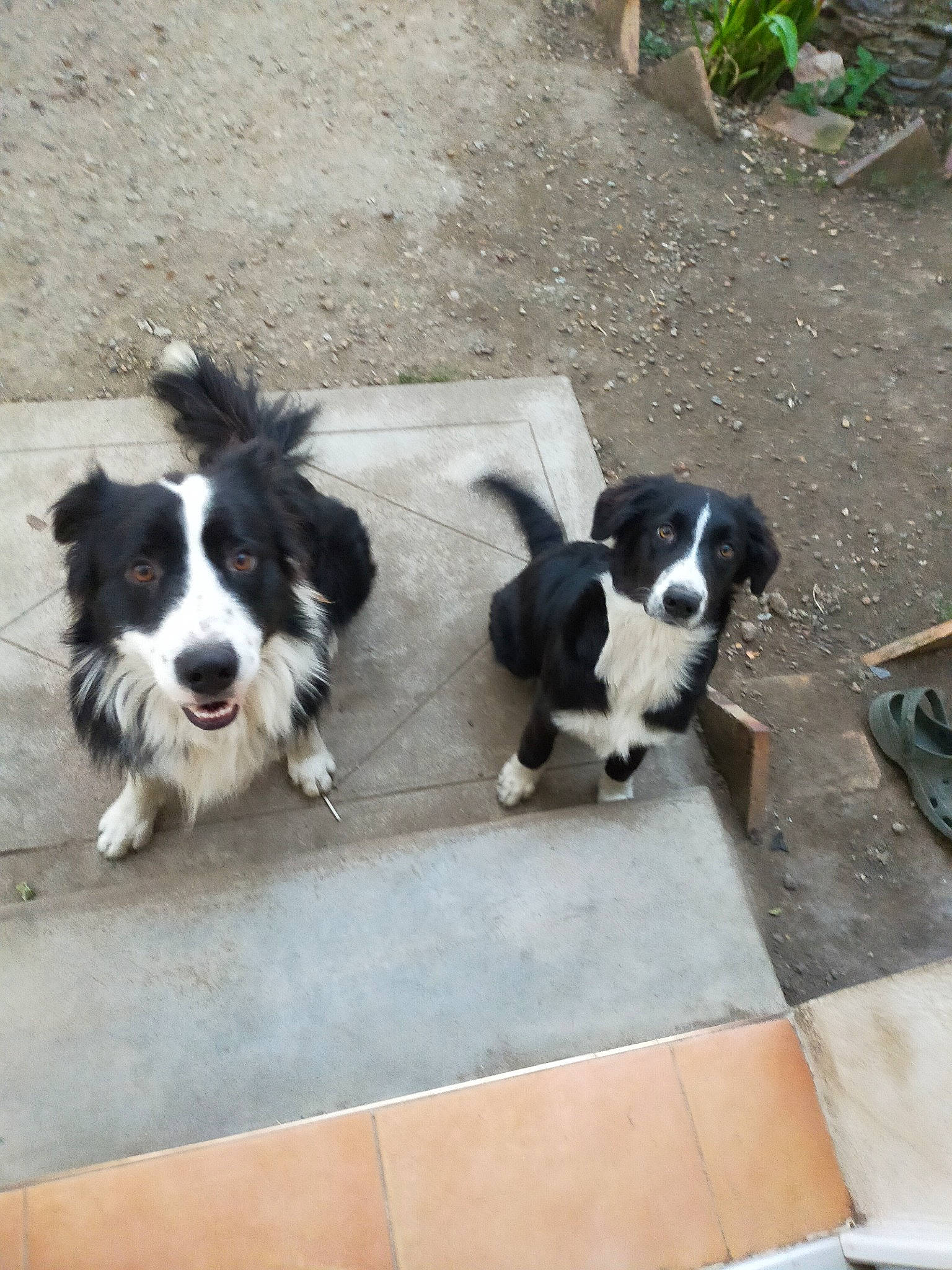 Bandit Et Mila participe au concours pour gagner de l'argent avec cette photo : australian_collie, australian_shepherd, border_collie, canidae, carnivore, companion_dog, dog, dog_breed, english_shepherd, herding_dog, mammal, miniature_australian_shepherd, mucuchies, rare_breed_dog, sporting_group, stabyhoun, vertebrate, working_dog