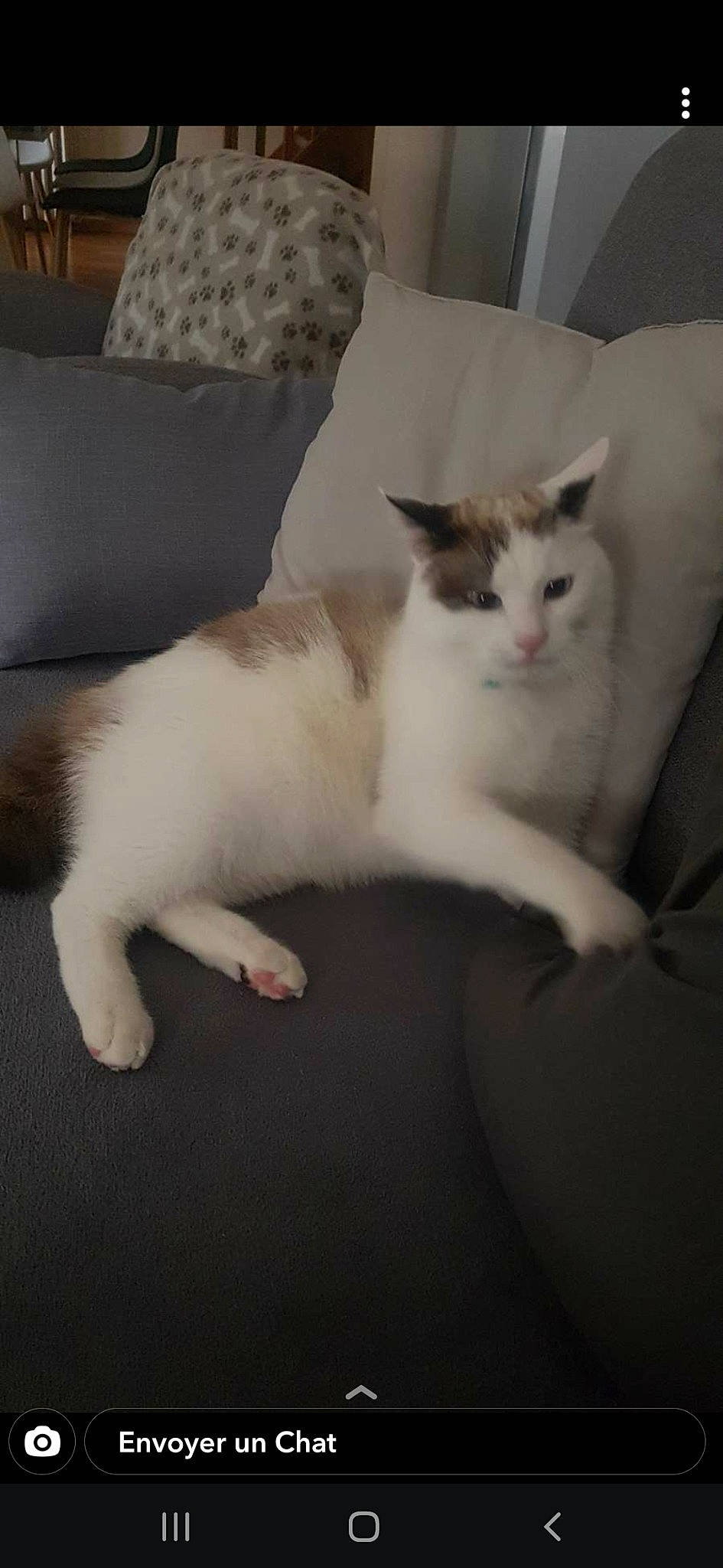 Puma participe au concours pour gagner de l'argent avec cette photo : carnivore, cat, claw, comfort, couch, domestic_short_haired_cat, felidae, flooring, foot, fur, hardwood, nap, paw, small_to_medium_sized_cats, tail, whiskers