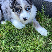 Ahya participe au concours pour gagner de l'argent avec cette photo : animal, black_and_white, blue_eyes, curious, cute, deck, dog, fluffy, fur, grass, laying, nature, nose, outdoor, paw, pet, puppy, spot, wood, young