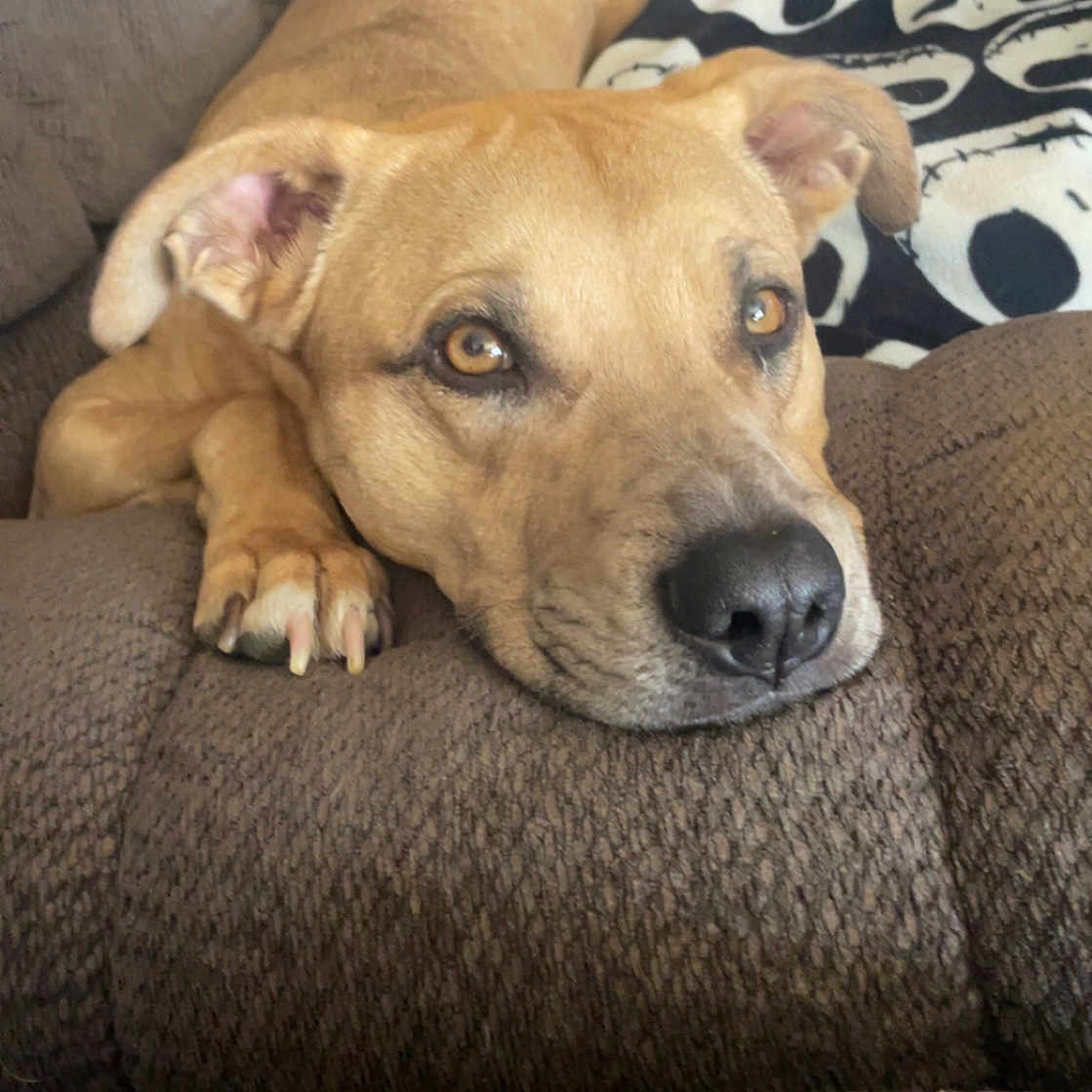 Zephyr joined the competition — help win amazing prizes! blanket, brown_coat, canine, closeup, comfort, couch, dog, ears, fur, furniture, home, indoor, looking, nose, paw, pet, portrait, relaxed, resting, skull_pattern