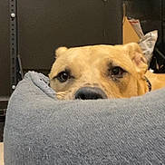 Zephyr joined the competition — help win amazing prizes! animal, bed, brown_dog, canine, closeup, cozy, curious, dog, ears, furniture, home, indoor, looking, nose, pet, quiet, relaxed, resting, shelf, soft_texture