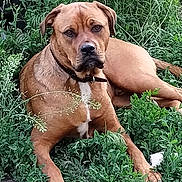 Skylar is registered to the contest to win money with this photo: animal, brown_dog, canine, closeup, collar, daylight, dog, fur, grass, greenery, lying_down, mammal, nature, outdoor, pet, plants, portrait, relaxed, resting, watchful