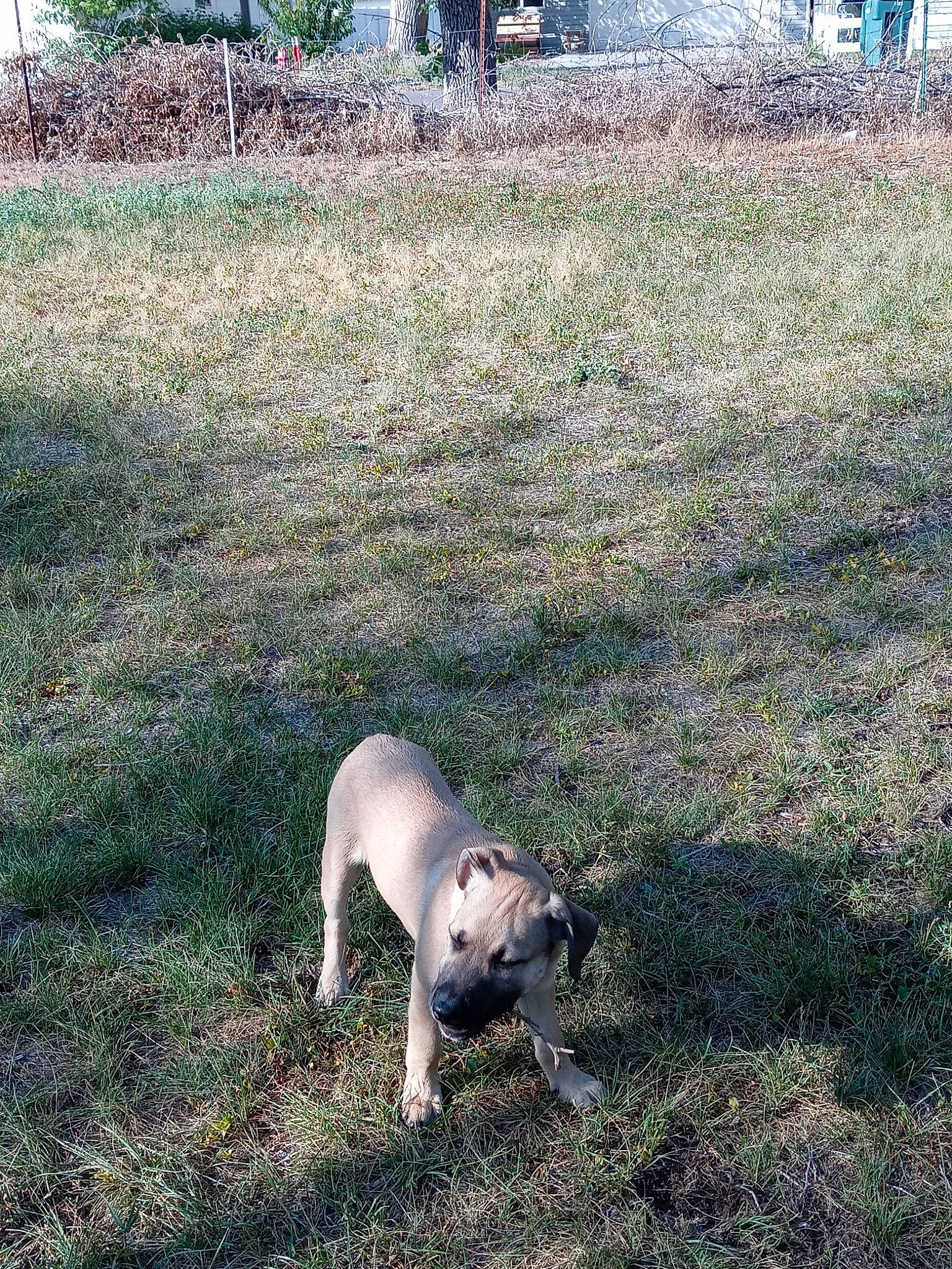 Niko joined the competition — help win amazing prizes! canidae, carnivore, companion_dog, dog, dog_breed, fawn, grass, grassland, gun_dog, landscape, non_sporting_group, pasture, plant, pug, soil, sporting_group, tail, tree, working_animal