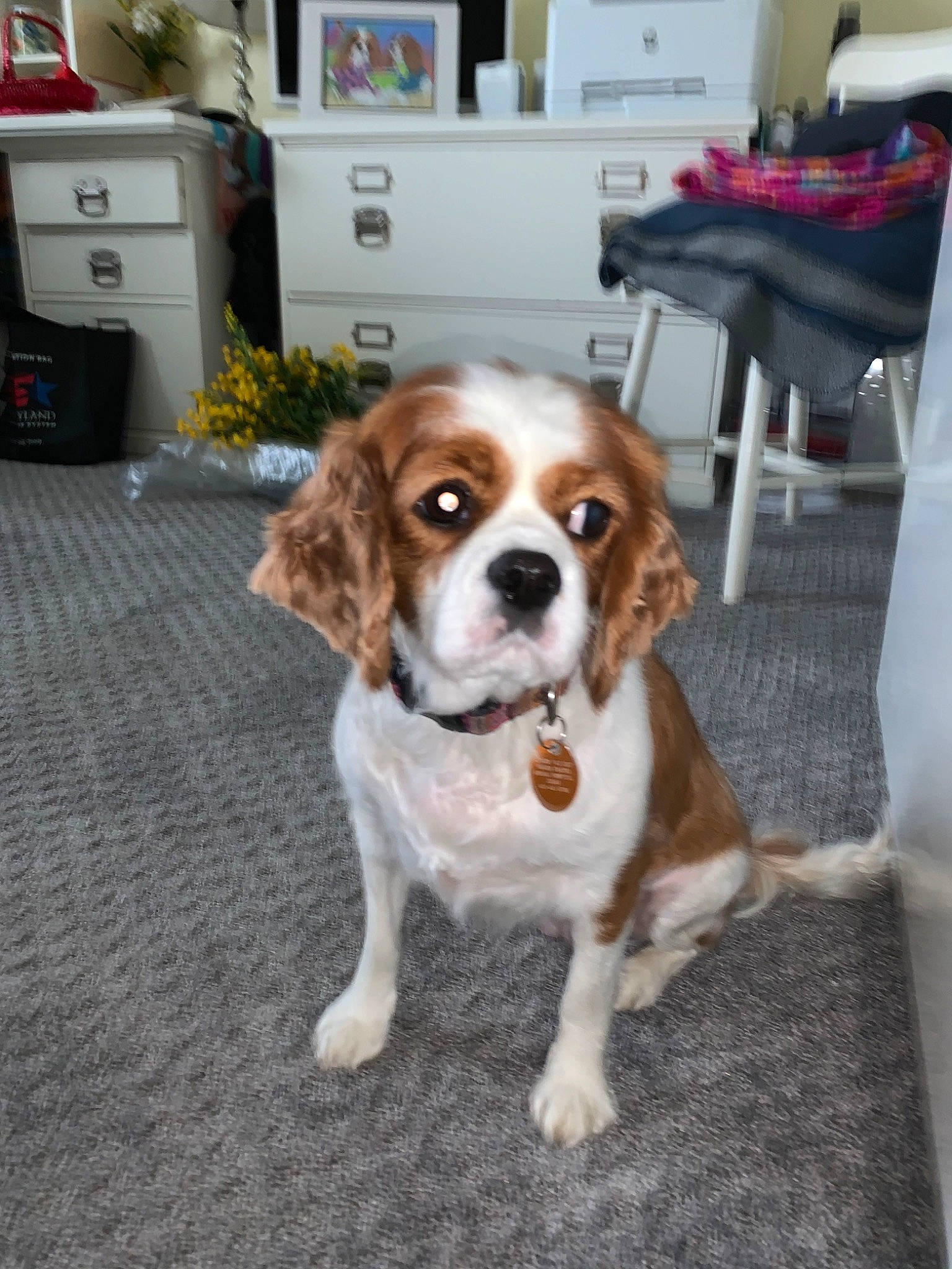 Molly joined the competition — help win amazing prizes! beaglier, brittany, canidae, carnivore, cavalier_king_charles_spaniel, companion_dog, dog, dog_breed, fawn, king_charles_spaniel, mammal, puppy, rare_breed_dog, snout, spaniel, sporting_group, toy_dog, vertebrate
