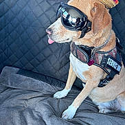 Ike joined the competition — help win amazing prizes! animal, canine, car_interior, car_seat, companion, cute, cute_pet, dog, goggles, pet, pet_accessory, playful, service_dog, sitting, soft_cushion, sombrero, tan_dog, tongue_out, wearing_hat, white_paws