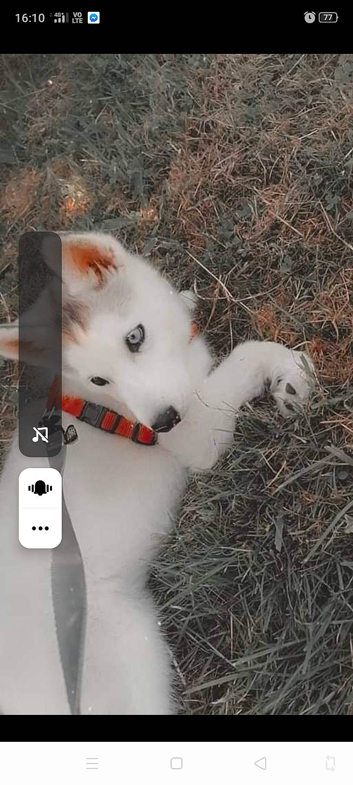 Delia participe au concours pour gagner de l'argent avec cette photo : berger_blanc_suisse, canidae, carnivore, dog, dog_breed, kishu, non_sporting_group, samoyed, siberian_husky, white_shepherd