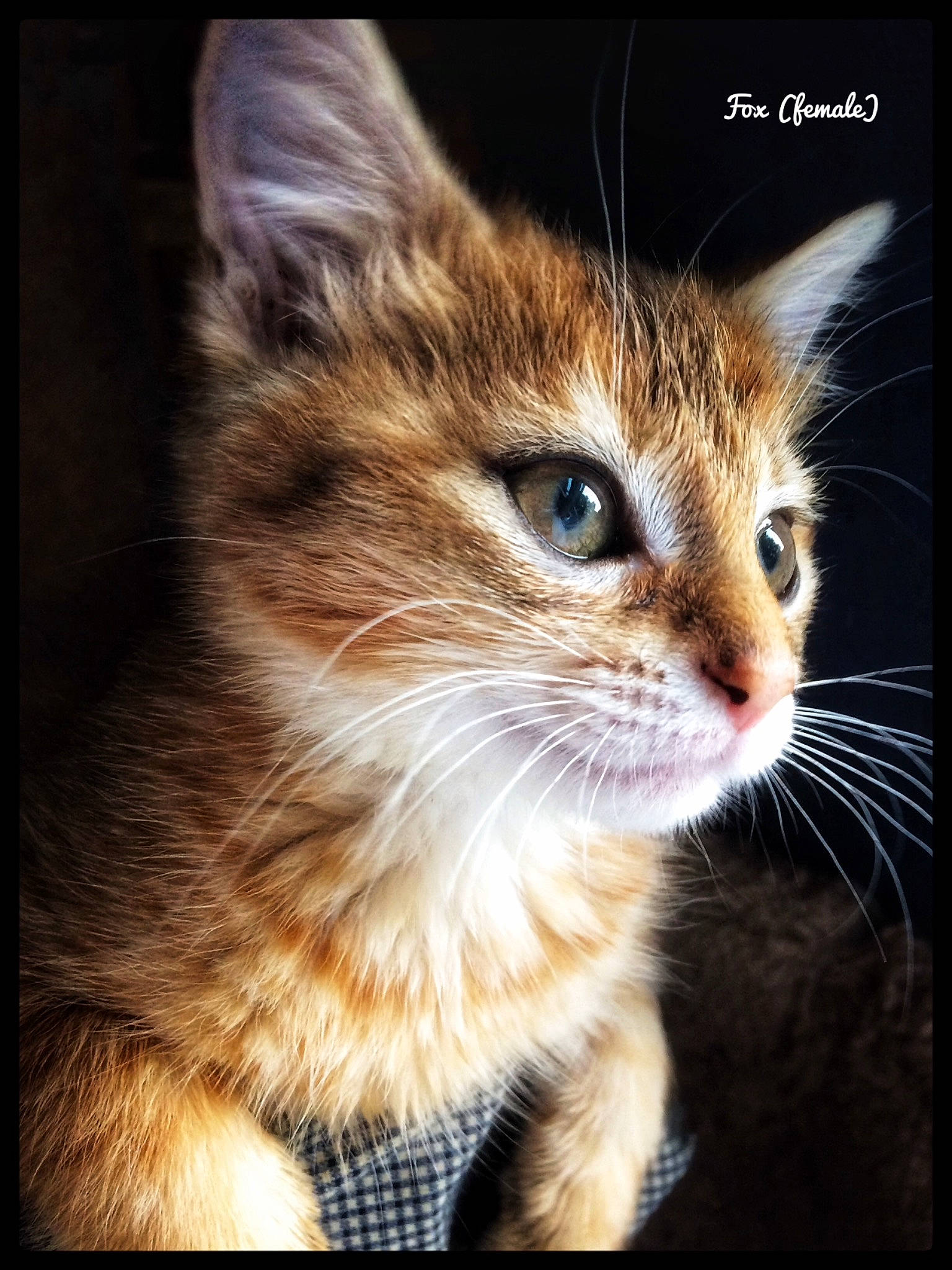 Foxy is registered to the contest to win money with this photo: aegean_cat, american_wirehair, asian, carnivore, cat, close_up, domestic_short_haired_cat, european_shorthair, felidae, fur, kitten, mammal, ojos_azules, organism, photo_caption, photography, small_to_medium_sized_cats, snout, tabby_cat, whiskers