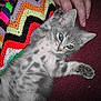 Lucky is registered to the contest to win money with this photo: