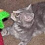 Lucky is registered to the contest to win money with this photo: