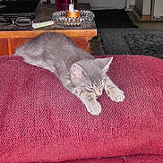 Lucky is registered to the contest to win money with this photo: