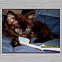 Tuffy joined the competition — help win amazing prizes!