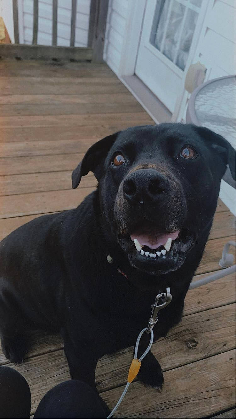 Spudnic is registered to the contest to win money with this photo: american_pit_bull_terrier, beagador, borador, canidae, carnivore, dog, dog_breed, dog_collar, fawn, labrador_retriever, mammal, nose, patterdale_terrier, rare_breed_dog, snout, sporting_group, staffordshire_bull_terrier