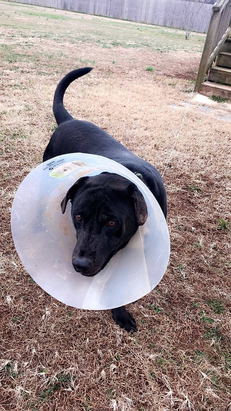 Spudnic is registered to the contest to win money with this photo: borador, canidae, carnivore, dog, dog_breed, grass, hunting_dog, labrador_retriever, rare_breed_dog, snout, sporting_group, tail