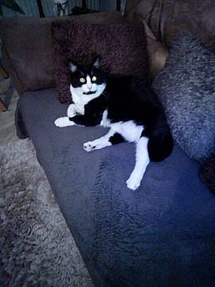 Missy participe au concours pour gagner de l'argent avec cette photo : carnivore, cat, comfort, domestic_short_haired_cat, eye, felidae, flooring, foot, fur, grass, grey, human_leg, leg, paw, sitting, small_to_medium_sized_cats, snout, tail, tree, whiskers