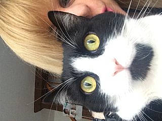 Missy participe au concours pour gagner de l'argent avec cette photo : carnivore, cat, close_up, comfort, domestic_short_haired_cat, ear, eye, eyelash, felidae, fur, hair, human_body, iris, nose, organ, plant, small_to_medium_sized_cats, snout, tree, whiskers