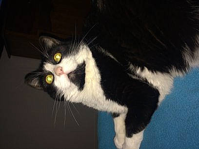 Missy a rejoint le concours — aidez-le/la à gagner de superbes lots ! black_cat, carnivore, cat, darkness, domestic_short_haired_cat, eye, felidae, fur, paw, small_to_medium_sized_cats, snout, tail, terrestrial_animal, whiskers, window