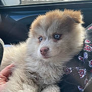 Zaia a rejoint le concours — aidez-le/la à gagner de superbes lots ! puppy, dog, fluffy, blue_eyes, car_interior, hand, soft_light, close_up, pet, cute, fur, animal, companion, young_dog, portrait, cozy, indoor, window, seat, comfort