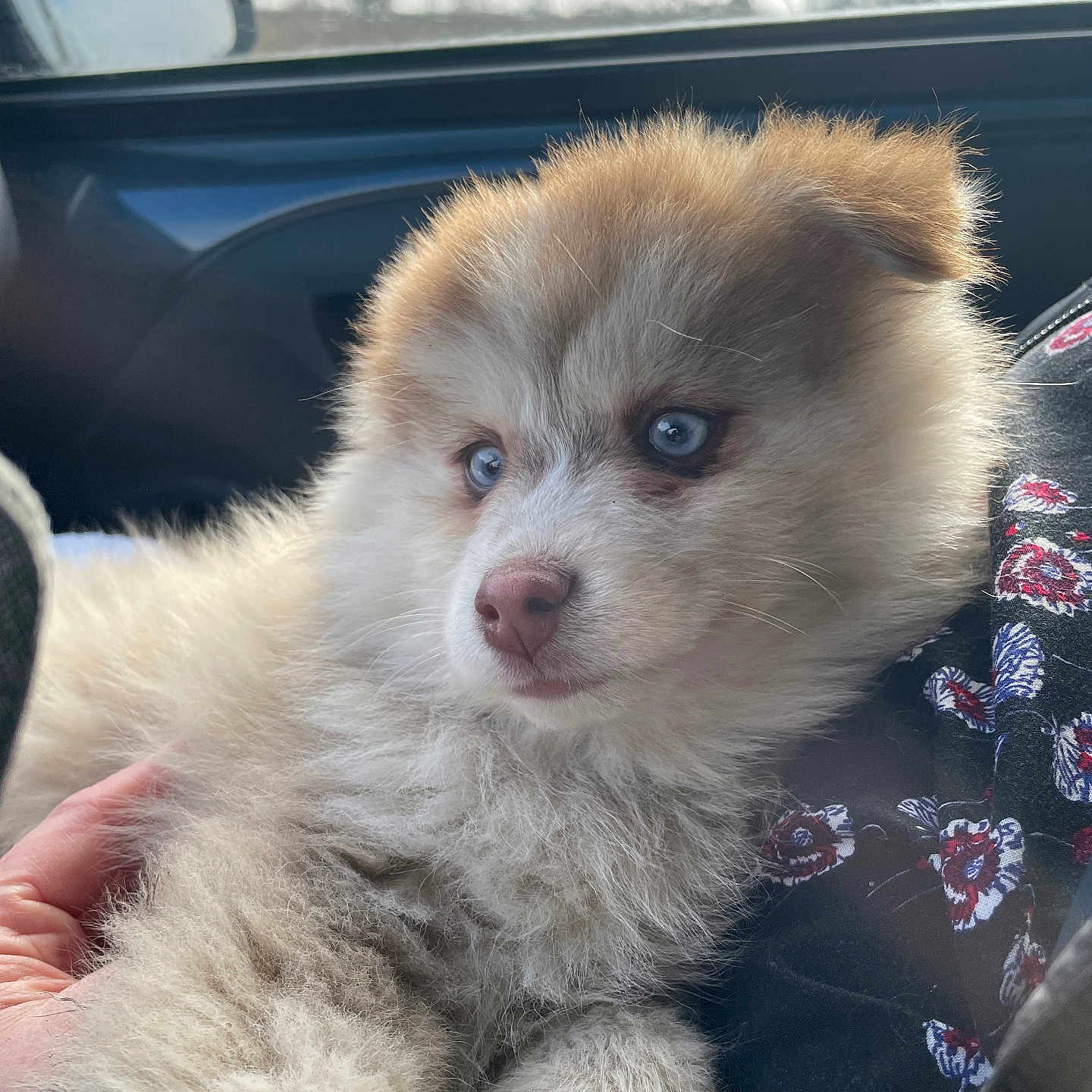 Zaia a rejoint le concours — aidez-le/la à gagner de superbes lots ! animal, blue_eyes, car_interior, close_up, comfort, companion, cozy, cute, dog, fluffy, fur, hand, indoor, pet, portrait, puppy, seat, soft_light, window, young_dog